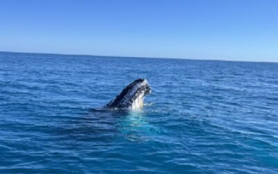 Whale Tales from Platypus Bay, K’gari: A Week of Adventure