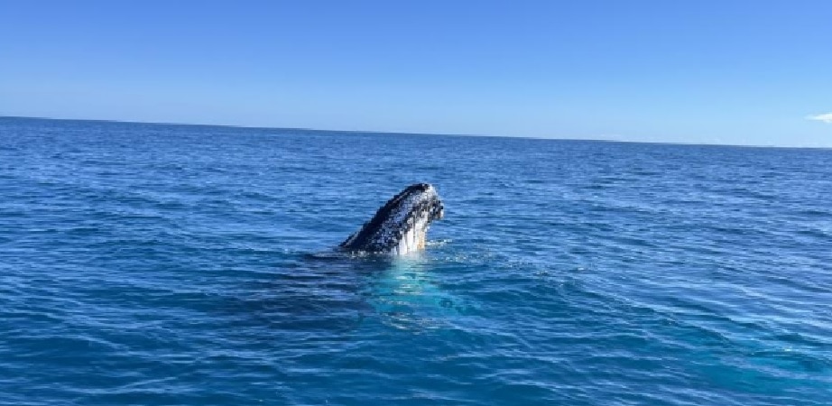 Whale Tales from Platypus Bay,  K’gari: A Week of Adventure